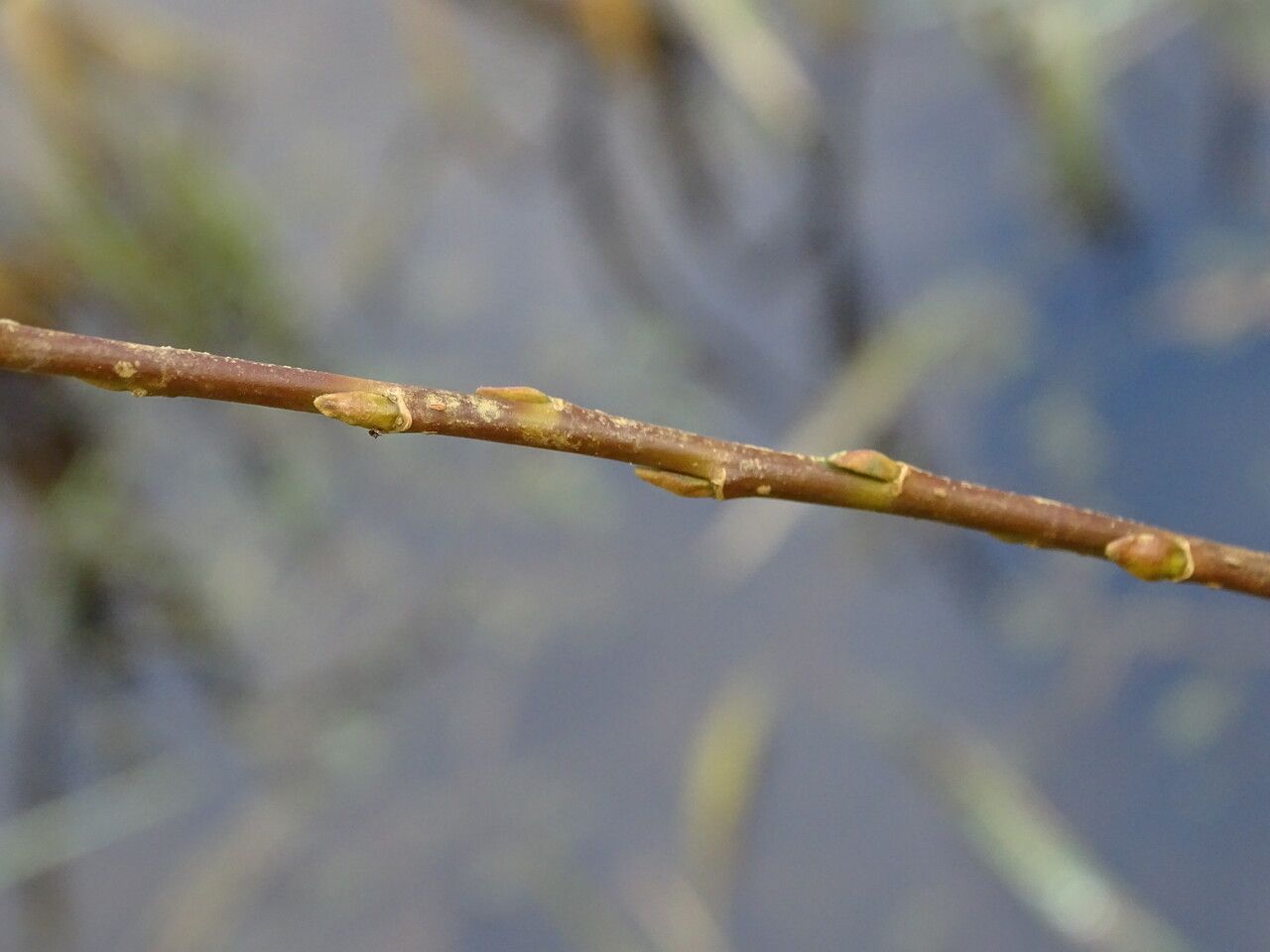 Salix × mollissima bark