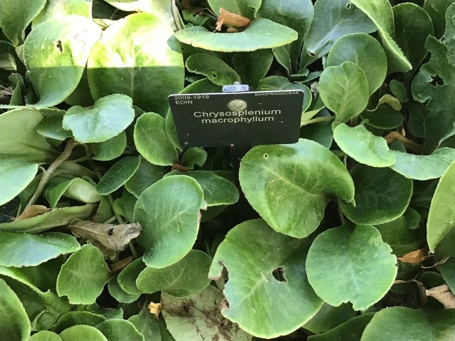 Chrysosplenium macrophyllum — houseplant care guide