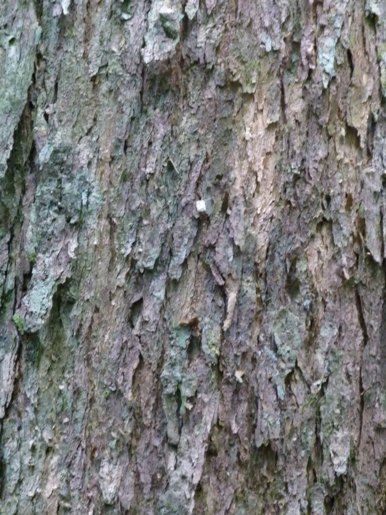 Pachylobus normandii bark