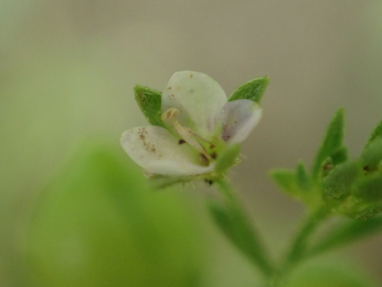 Veronica anagalloides flower