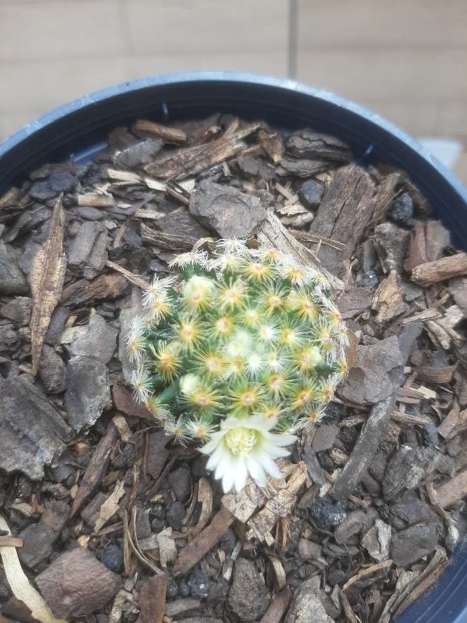 Mammillaria schiedeana bark