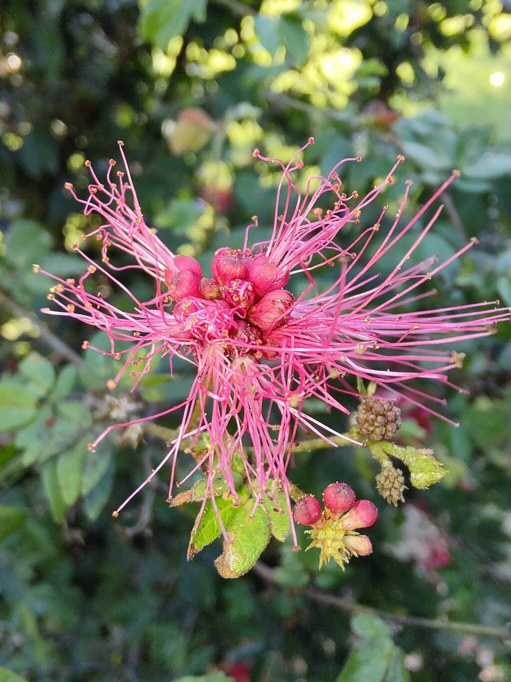 Calliandra harrisii flower