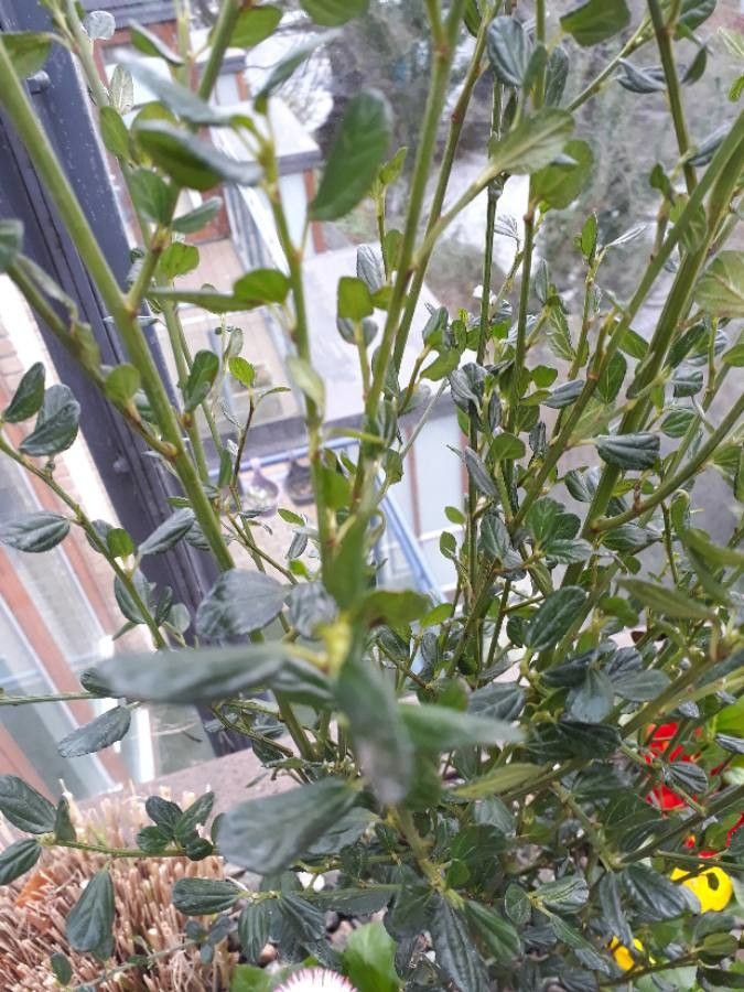 Ceanothus spinosus — search result for 'Ceanothus'