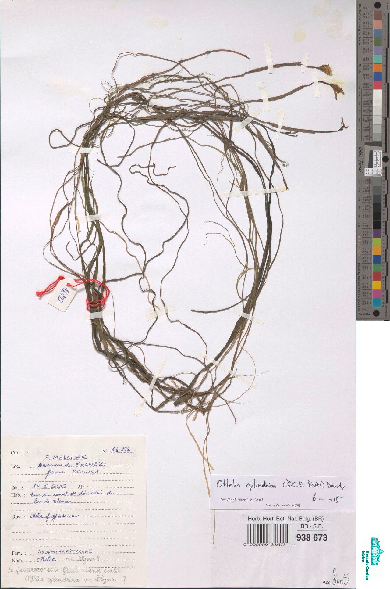 Ottelia cylindrica — related species from the same genus