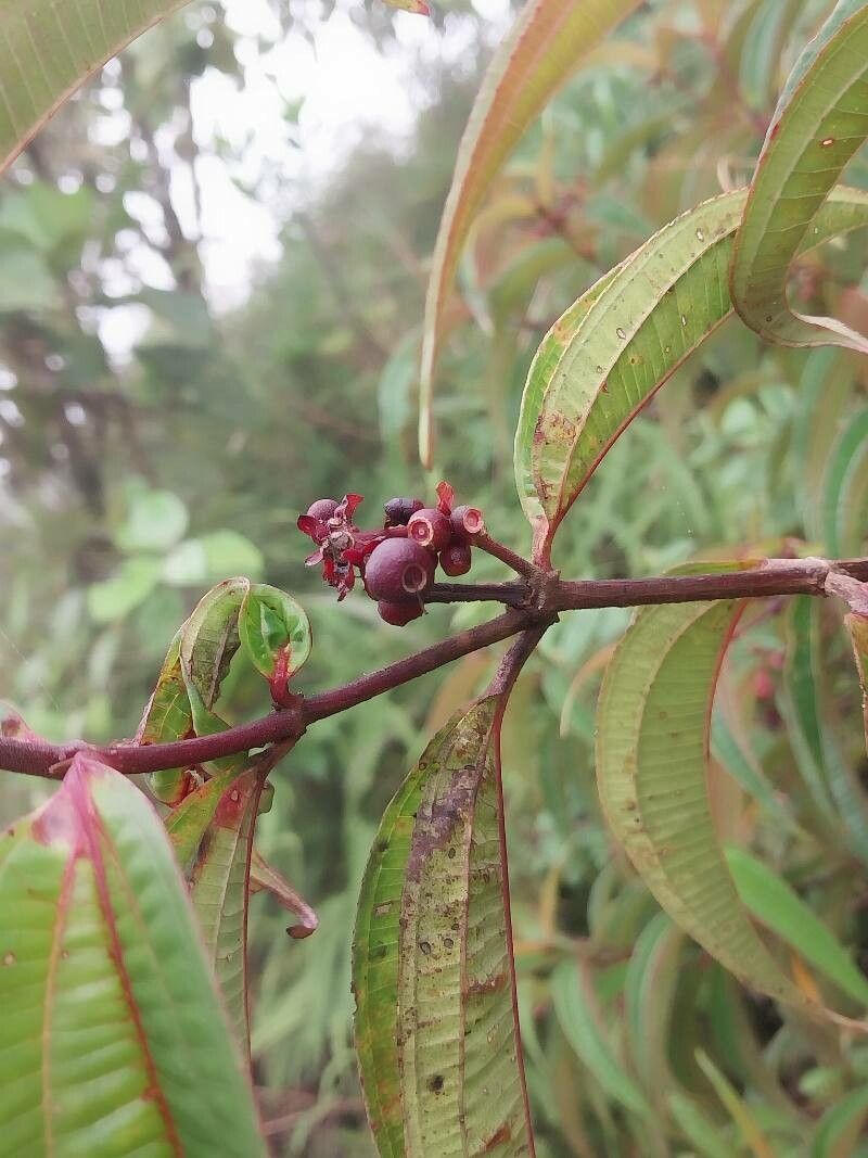 Miconia monteleagreana fruit