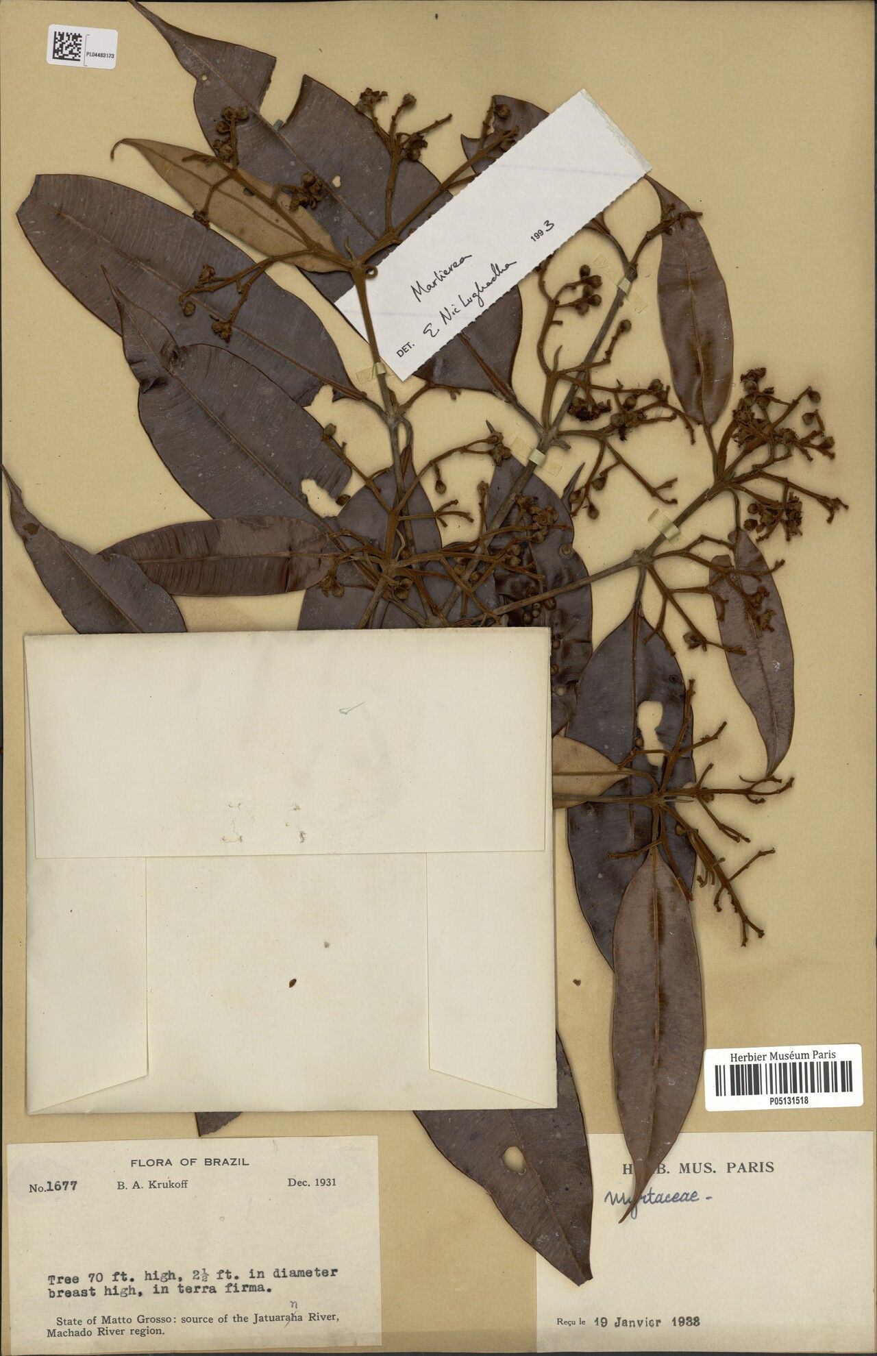 Myrcia elevata fruit