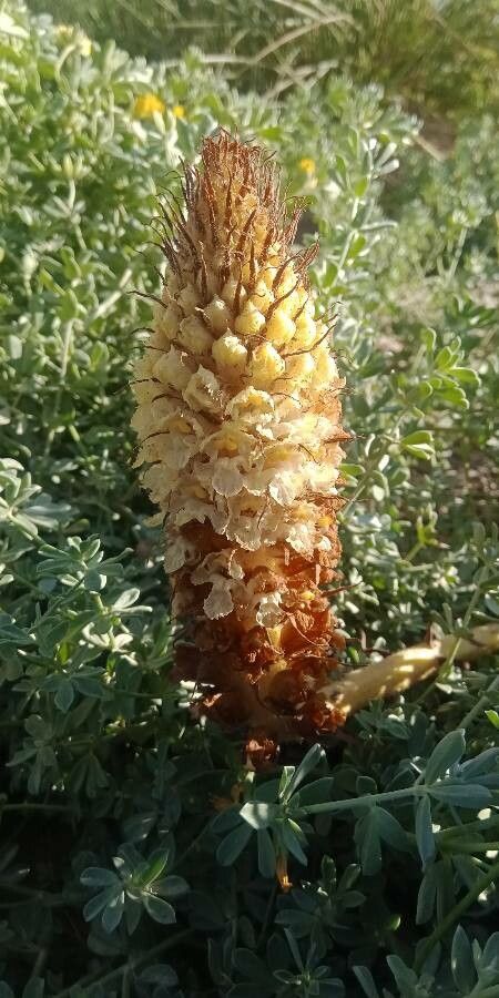 Orobanche densiflora flower
