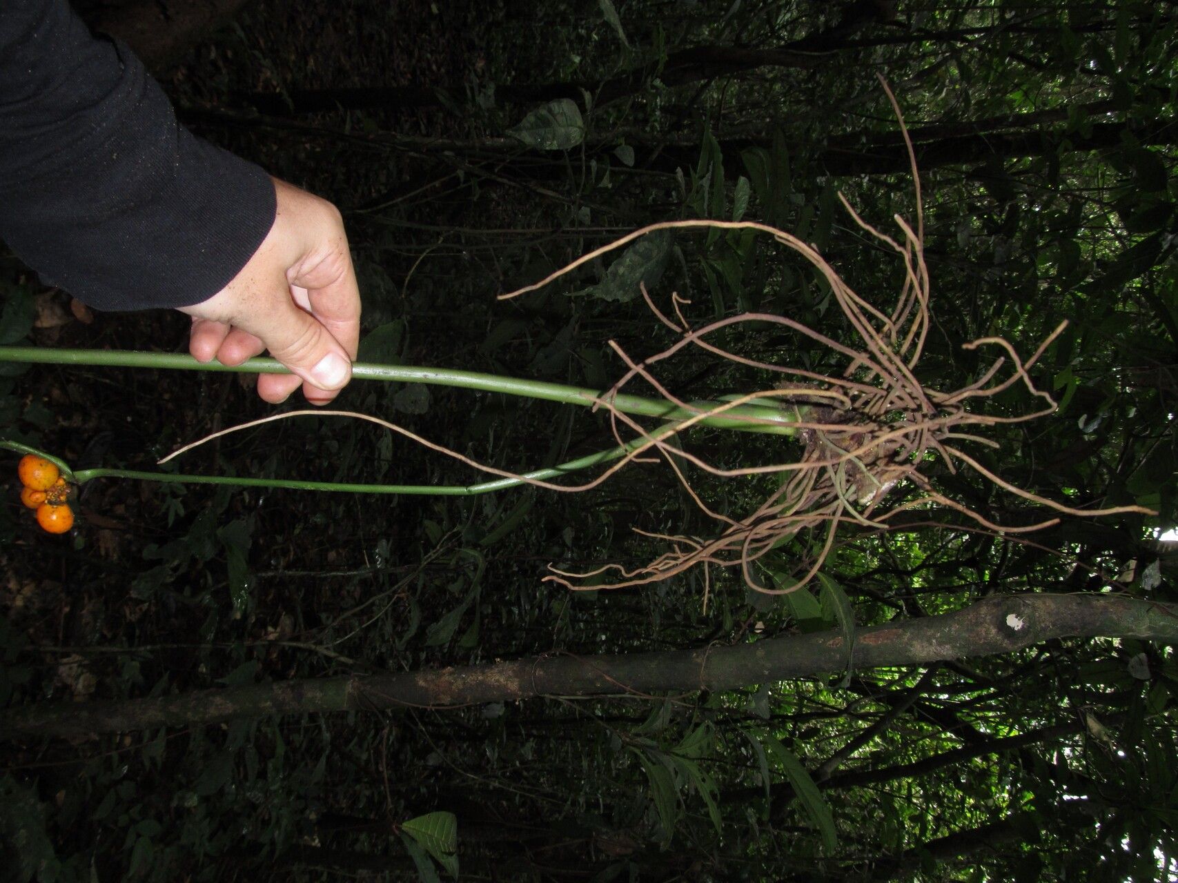 Nephthytis poissonii habit