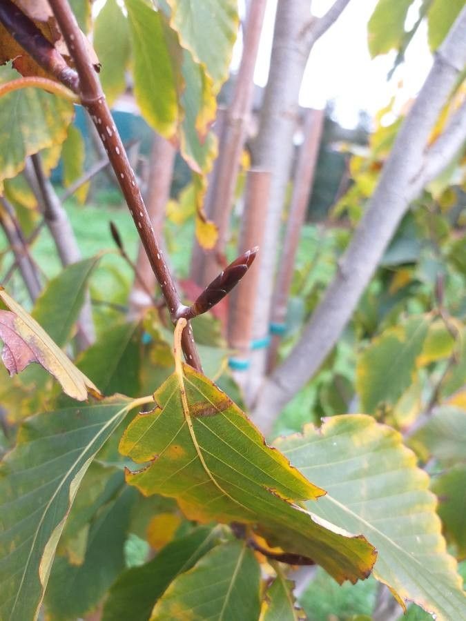 Fagus engleriana leaf