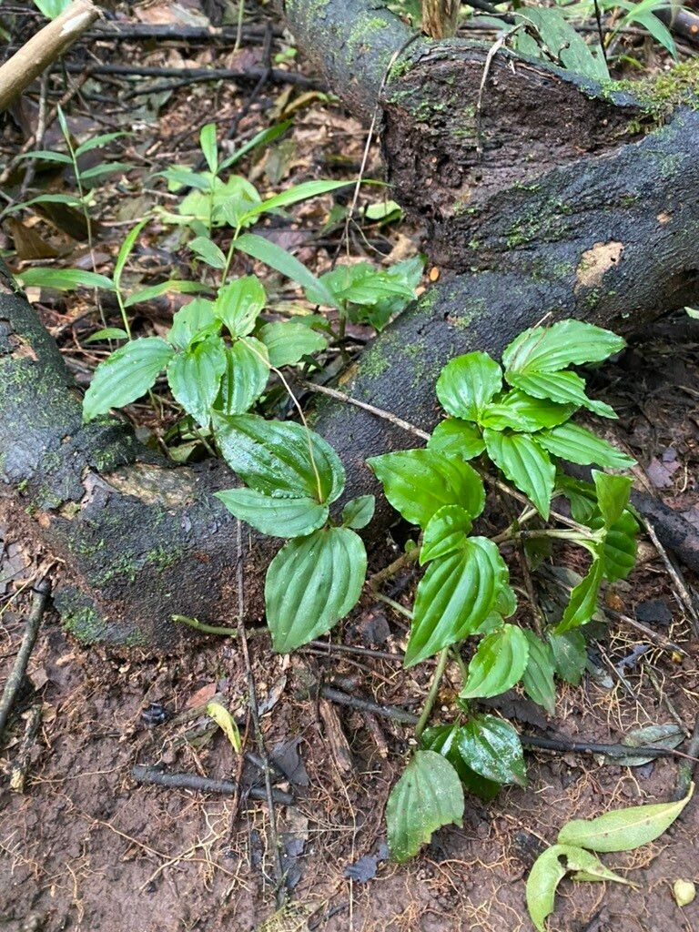 Malaxis prorepens — search result for 'Malaxis'