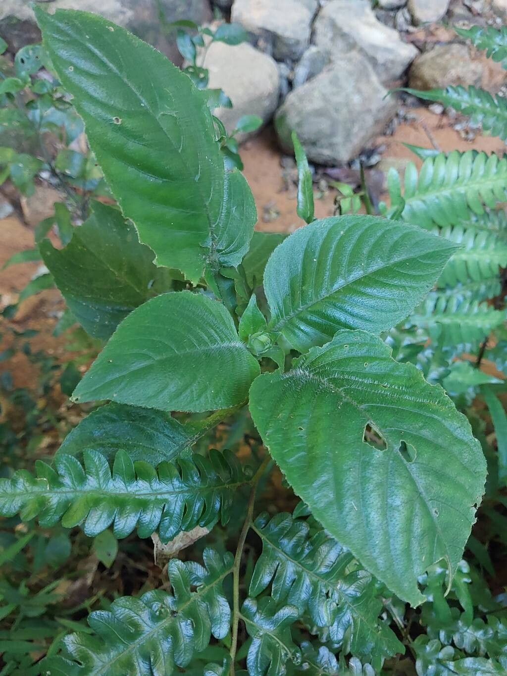 Brillantaisia madagascariensis leaf
