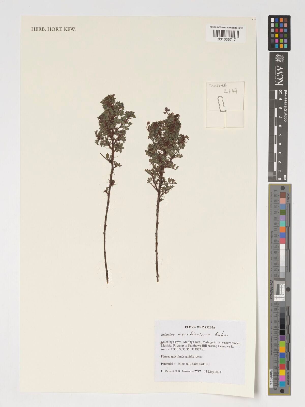 Indigofera viscidissima — houseplant care guide