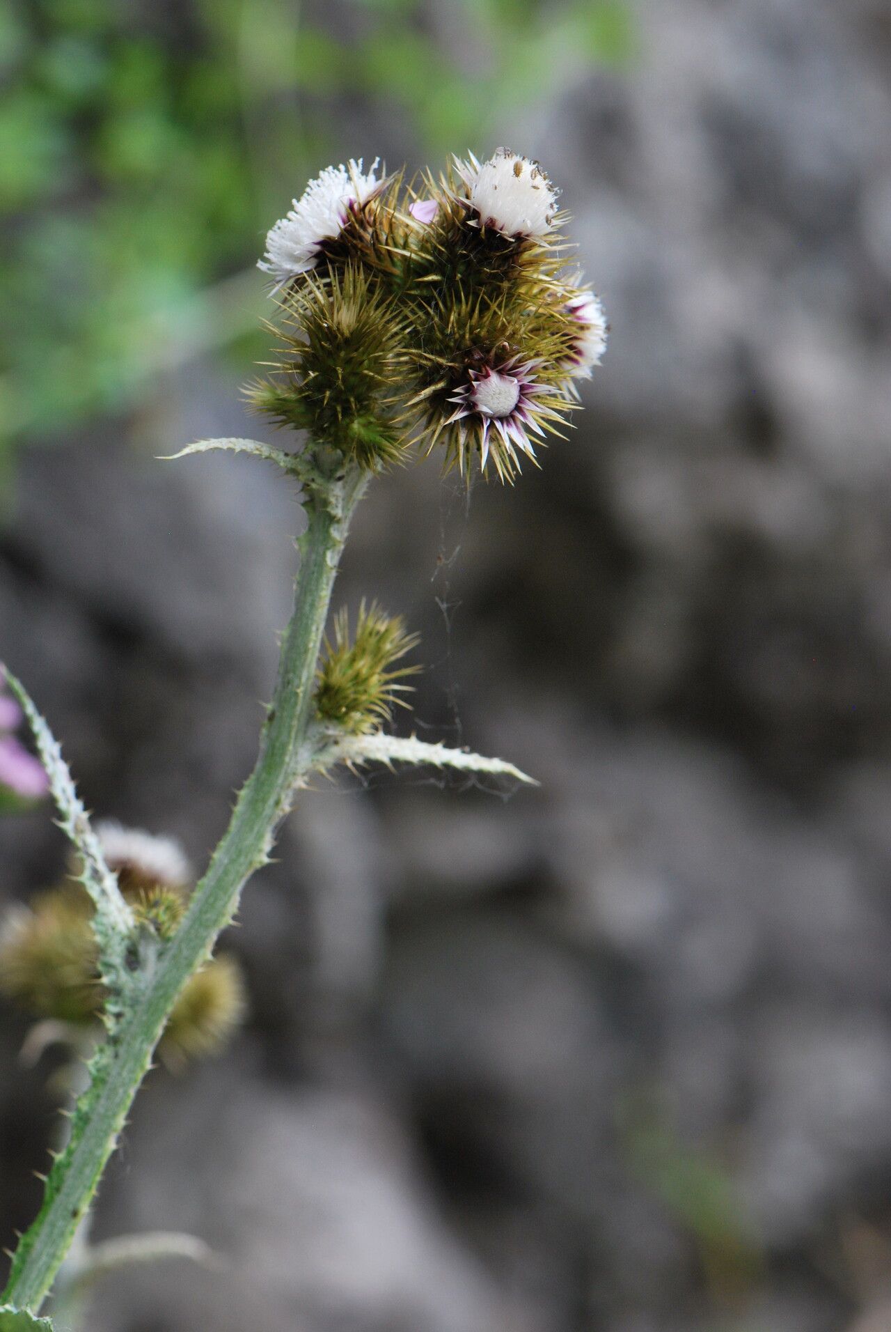 Carduus squarrosus habit