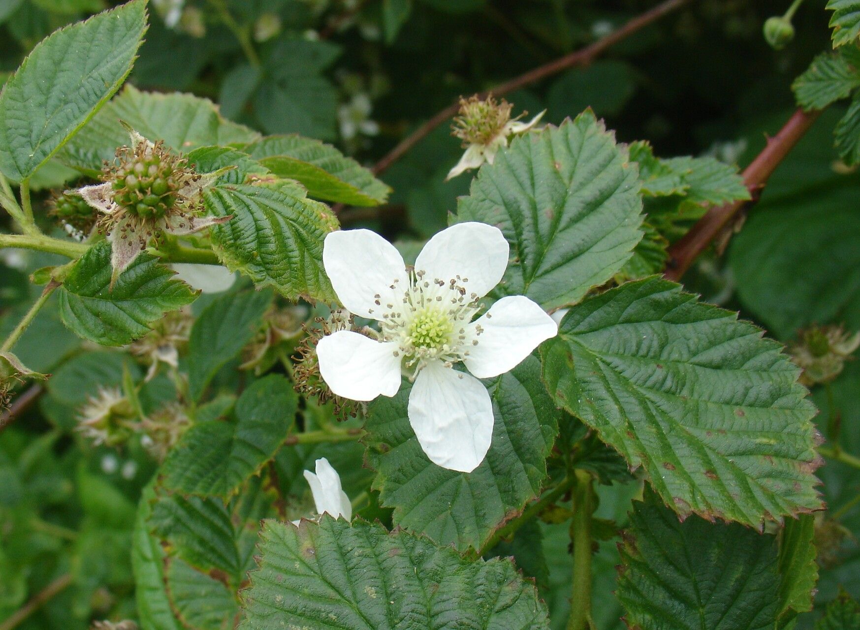Rubus nessensis flower