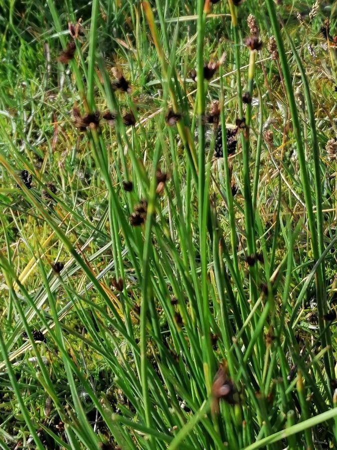 Juncus arcticus flower