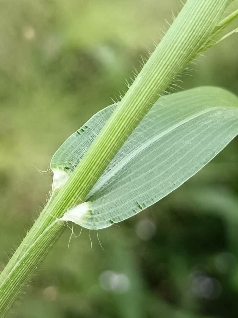 Eragrostis spectabilis leaf