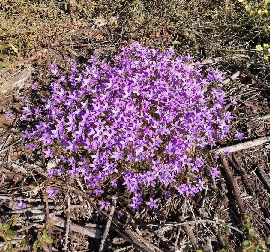 Campanula lusitanica habit