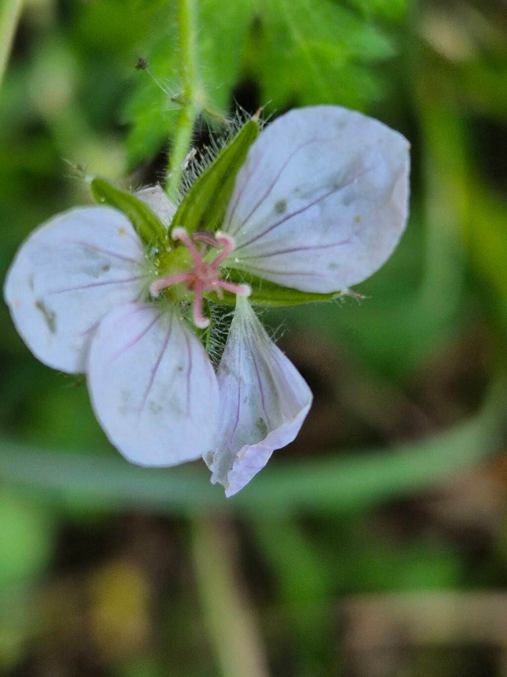 Geranium arabicum flower