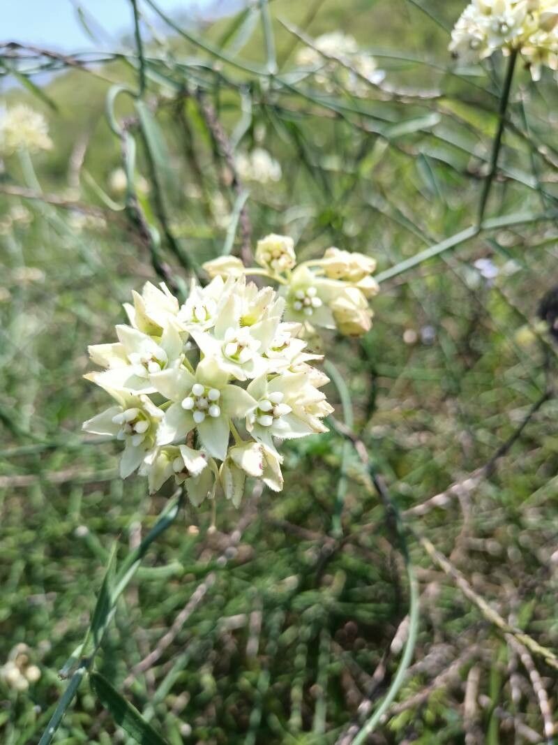 Funastrum clausum flower