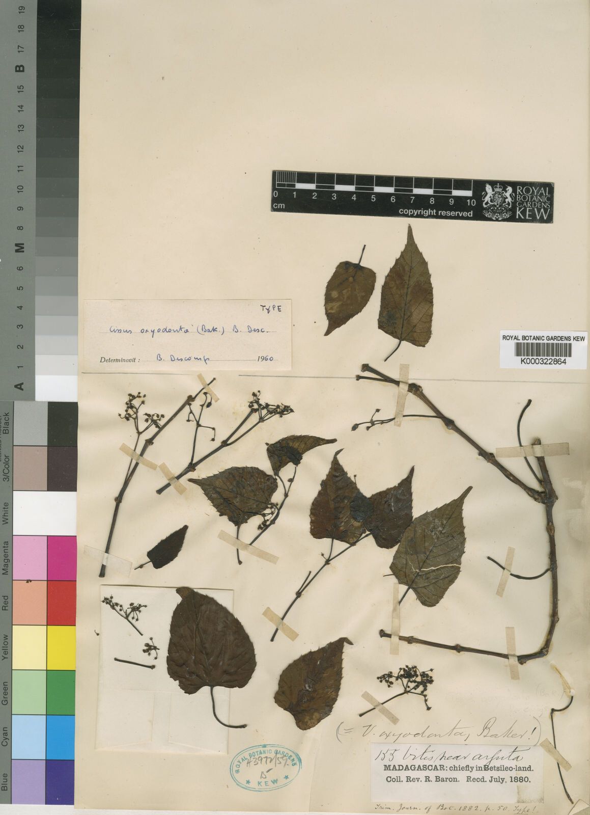 Cissus oxyodonta — houseplant care guide