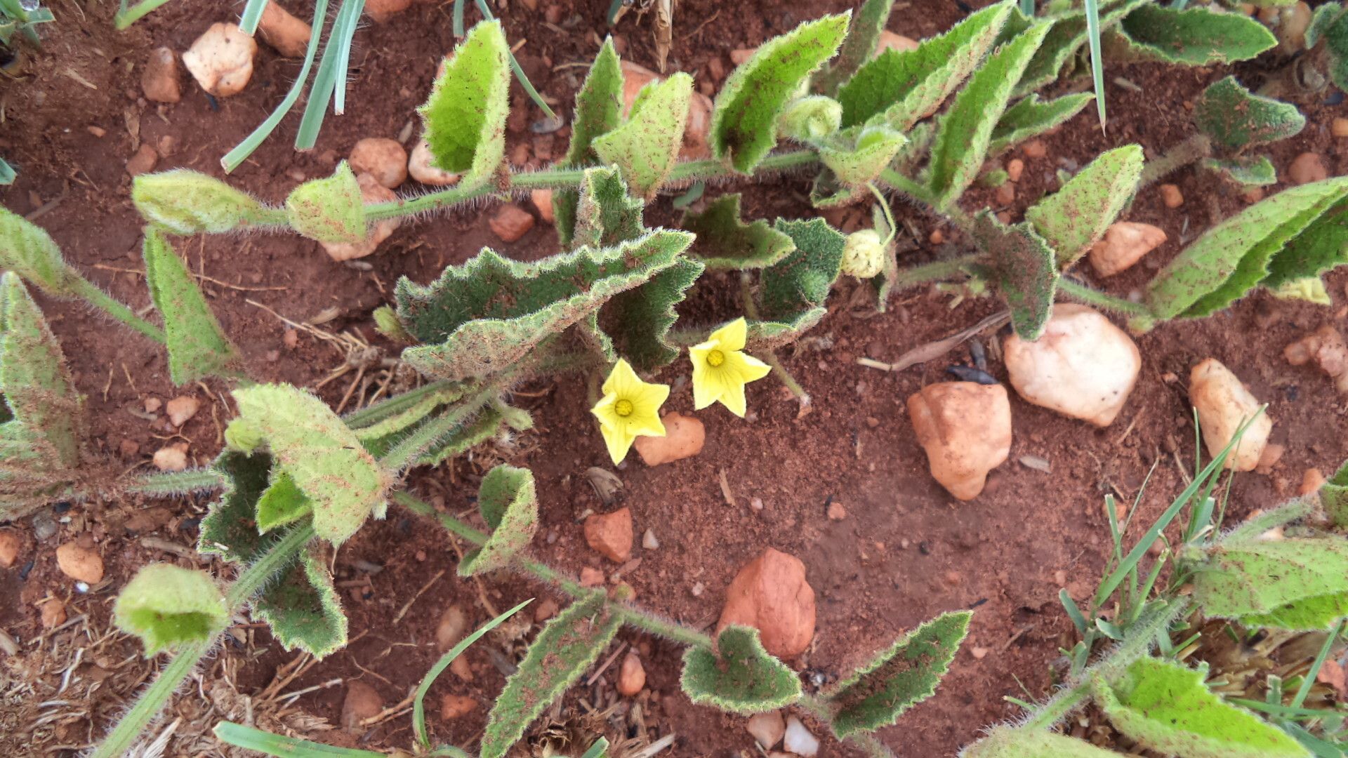 Cucumis hirsutus — search result for 'Cucumis'