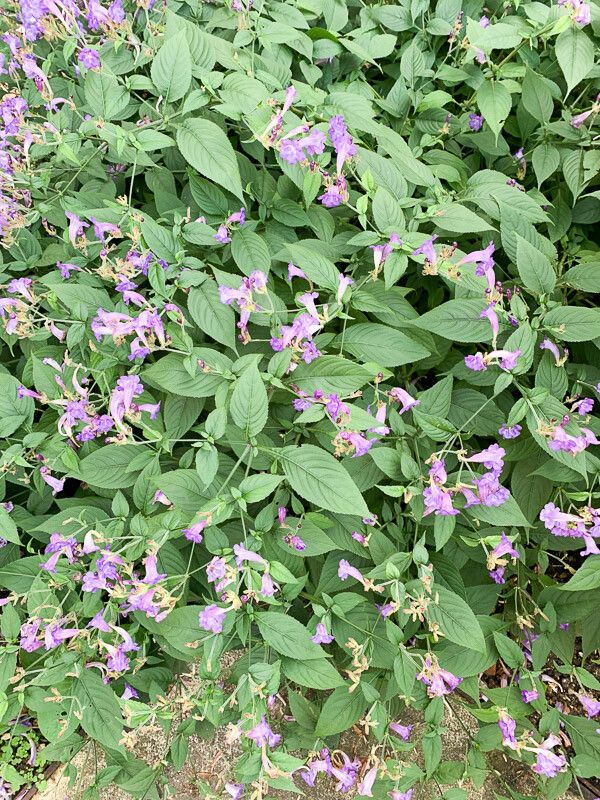 Strobilanthes attenuata habit