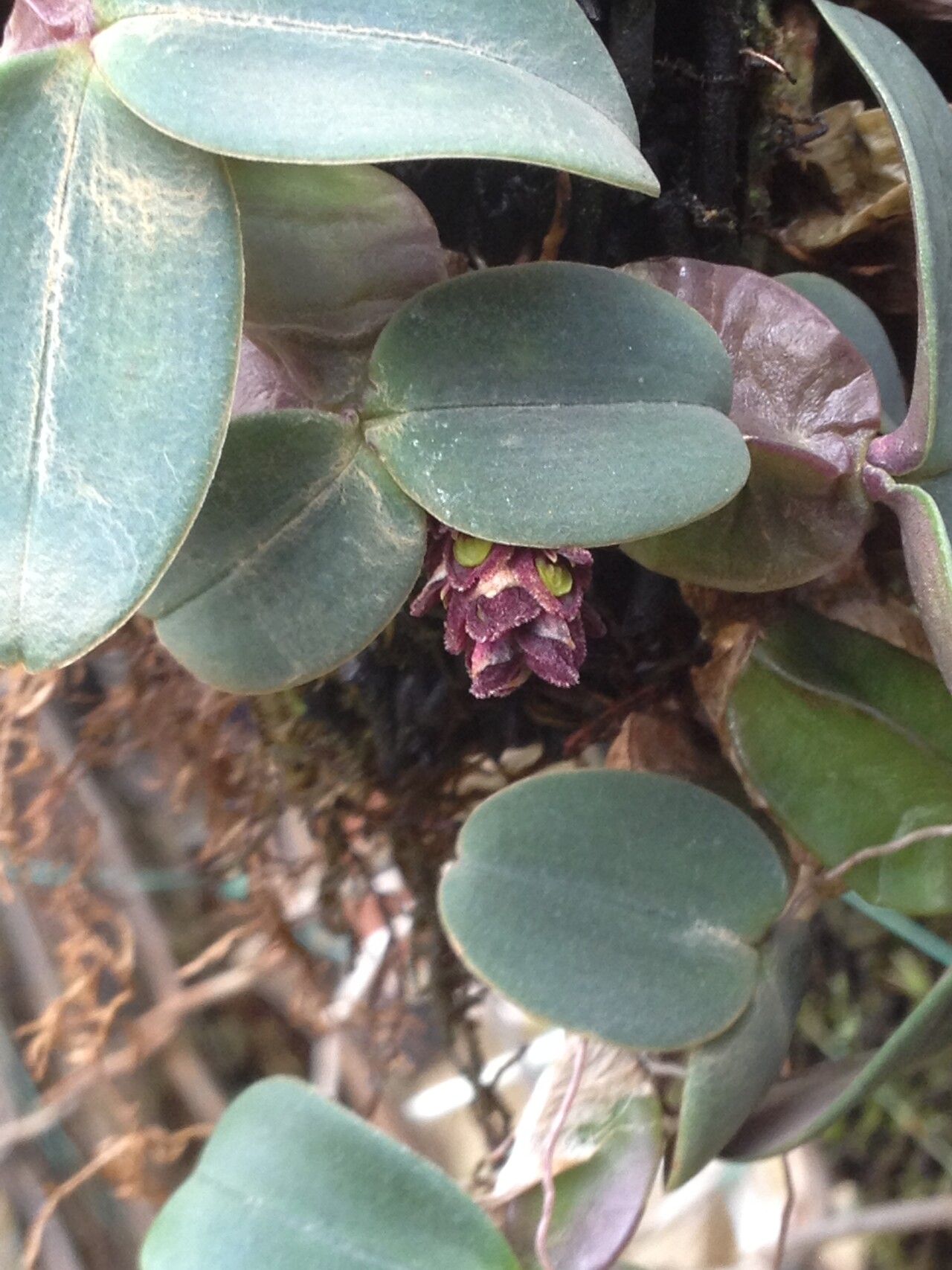 Bulbophyllum aggregatum — houseplant care guide