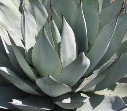 Agave sebastiana — houseplant care guide