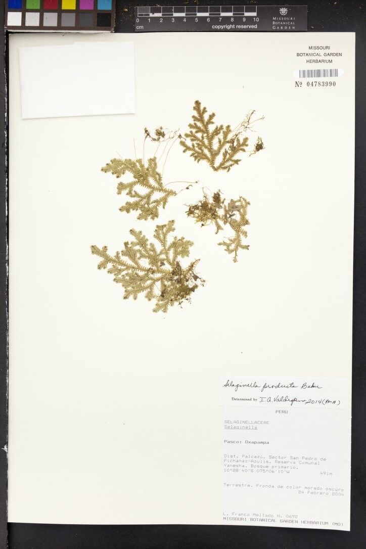 Selaginella producta other