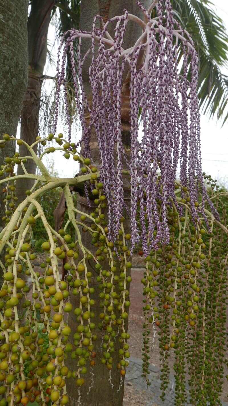 Archontophoenix cunninghamiana flower