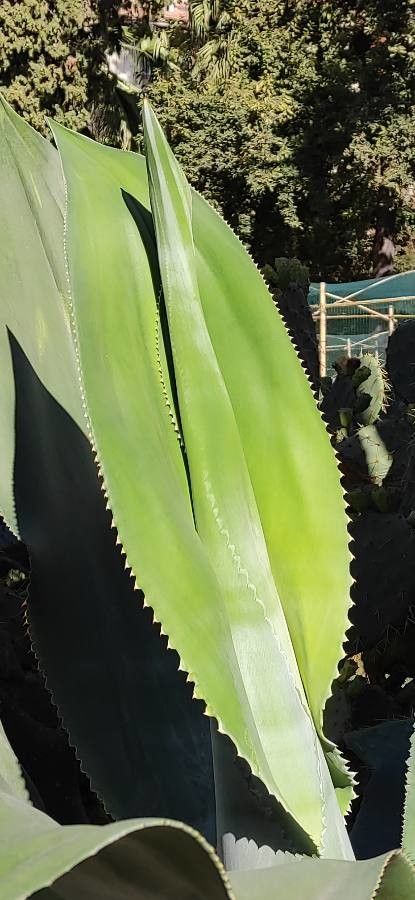 Agave valenciana leaf