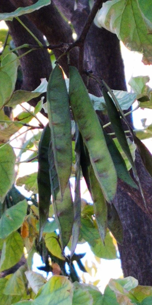 Cercis chingii fruit