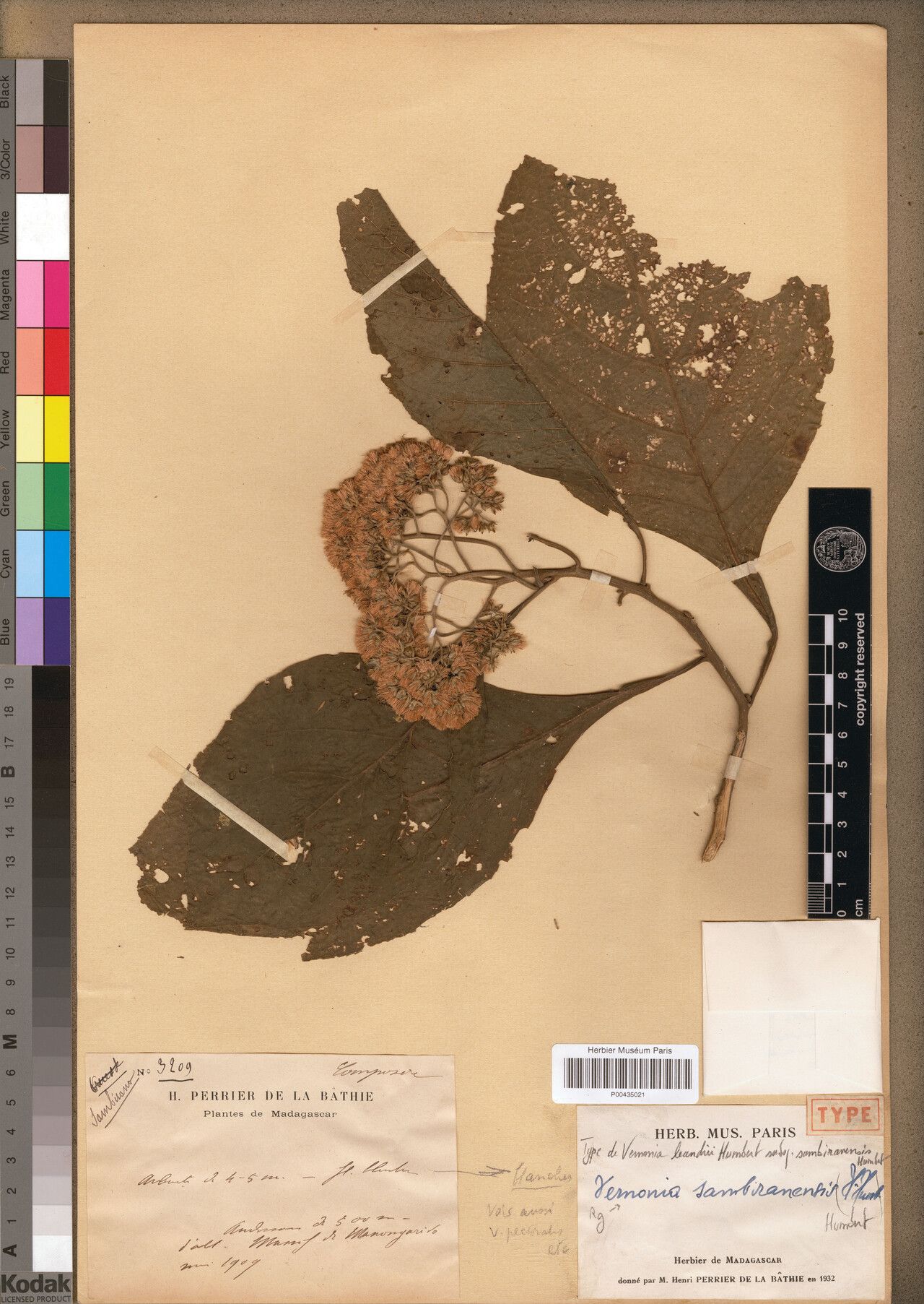 Vernonia sambiranensis — houseplant care guide