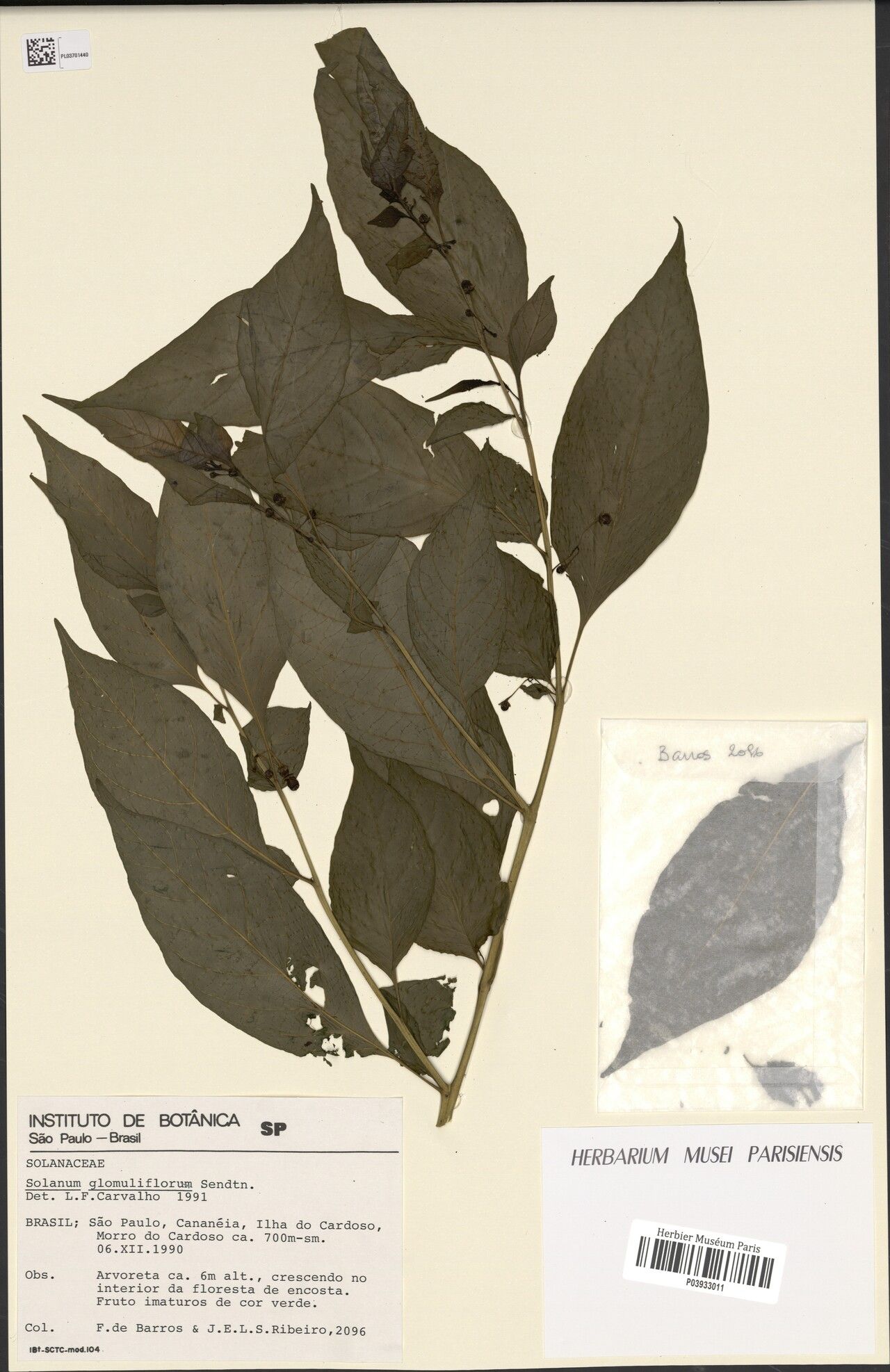 Solanum glomuliflorum — houseplant care guide