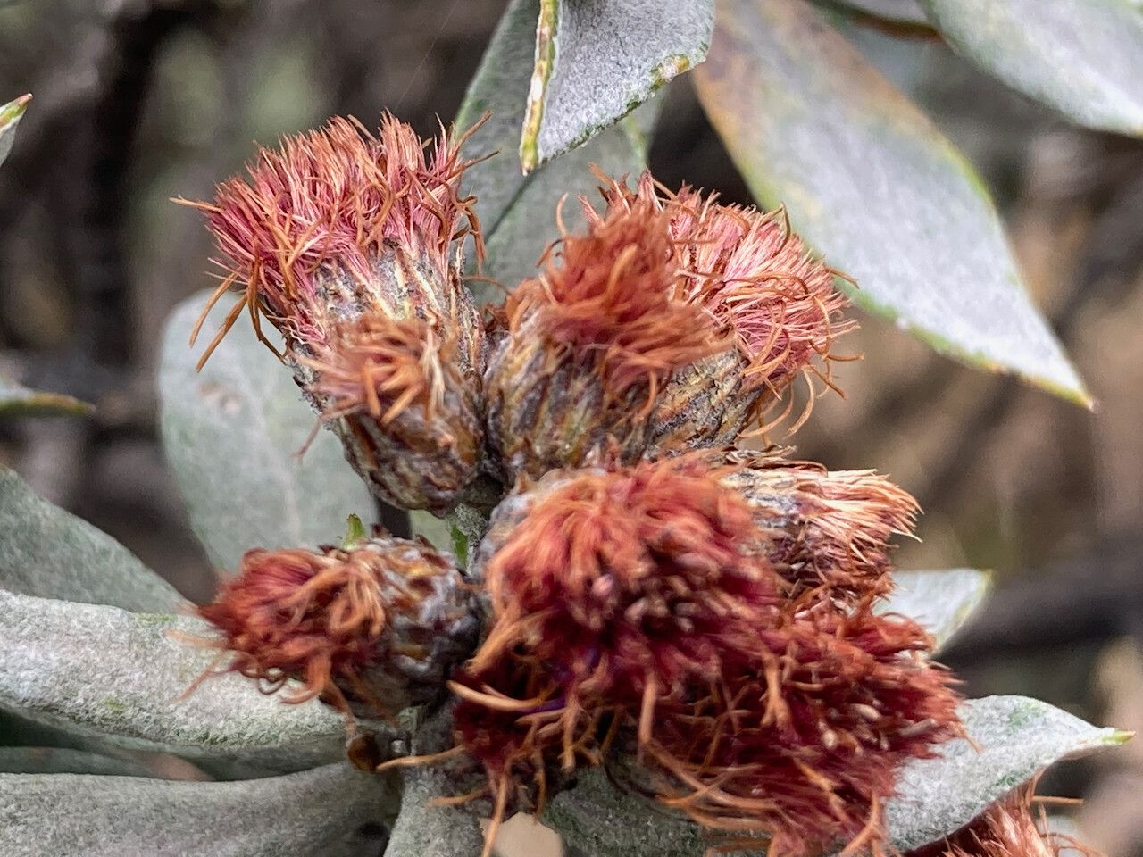 Diplostephium schultzii fruit