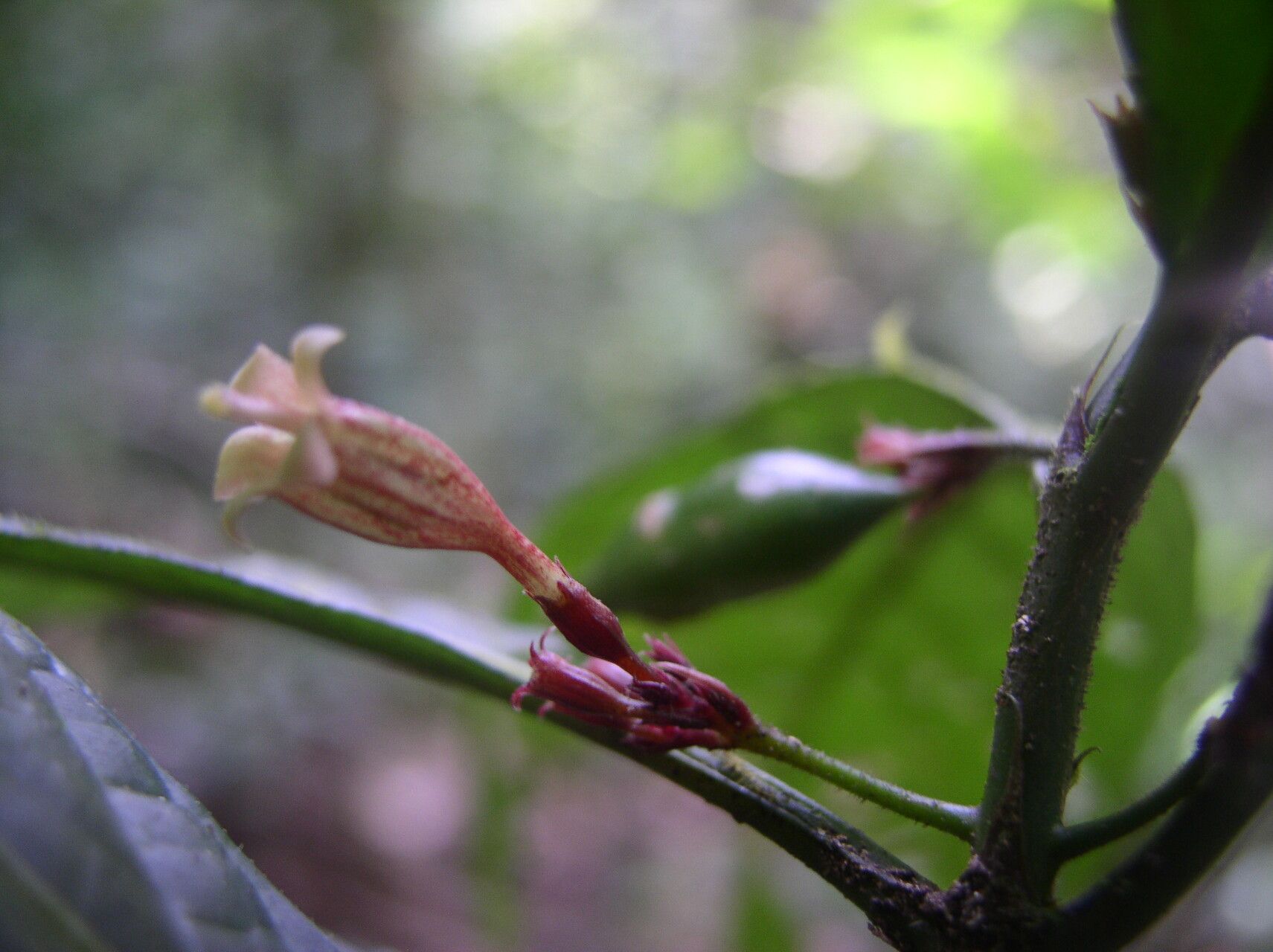 Mitriostigma monocaule flower