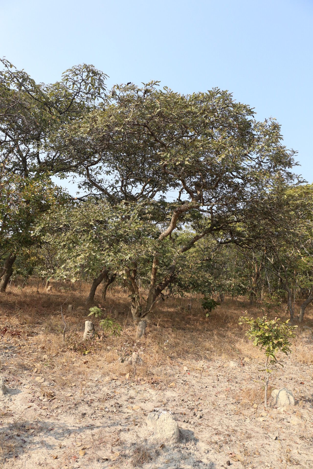 Brachystegia stipulata habit