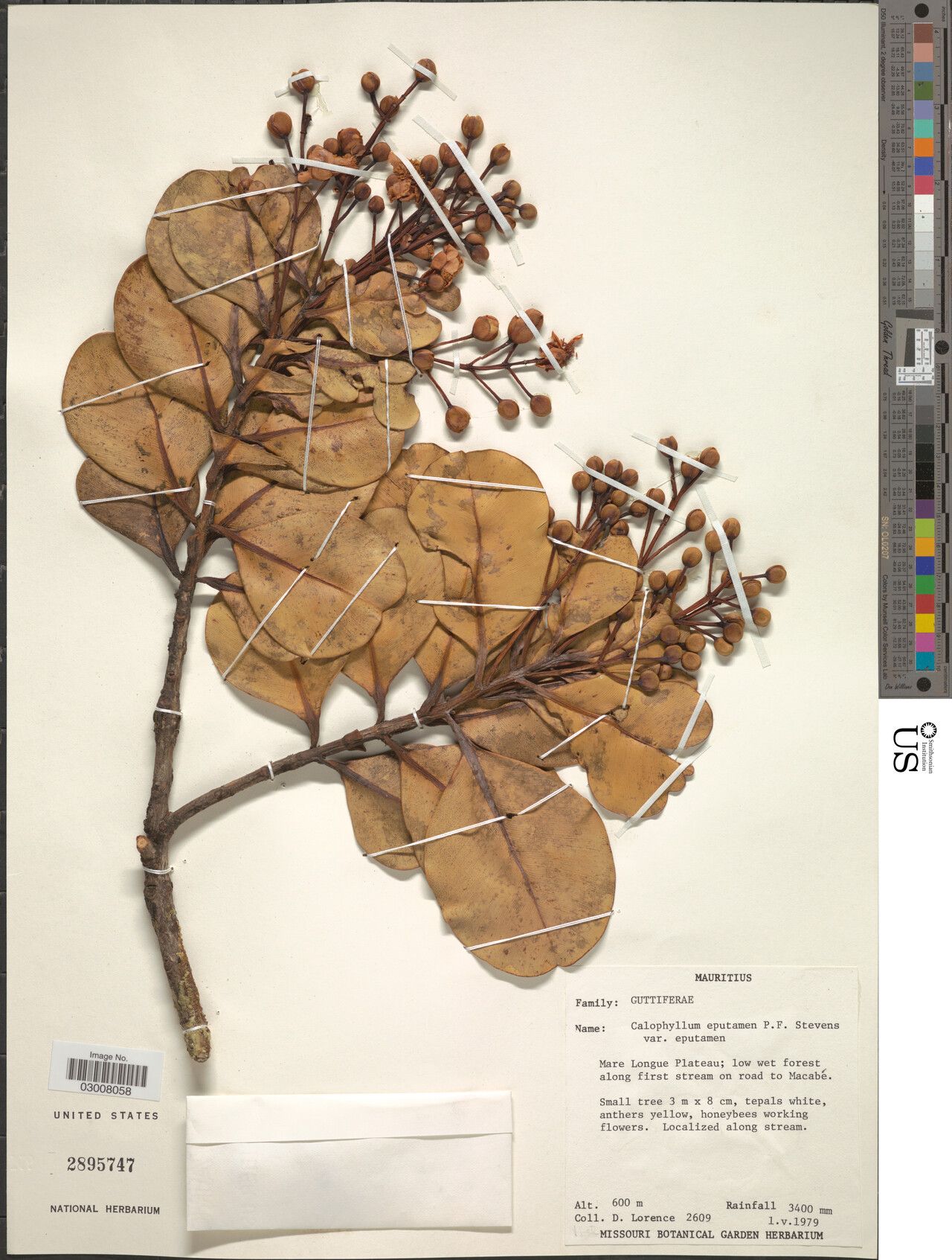 Calophyllum eputamen — search result for 'Calophyllum'