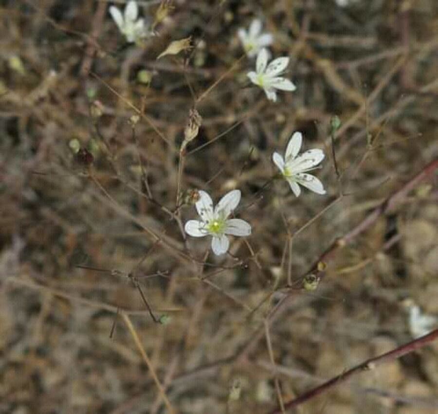 Gypsophila capillaris flower