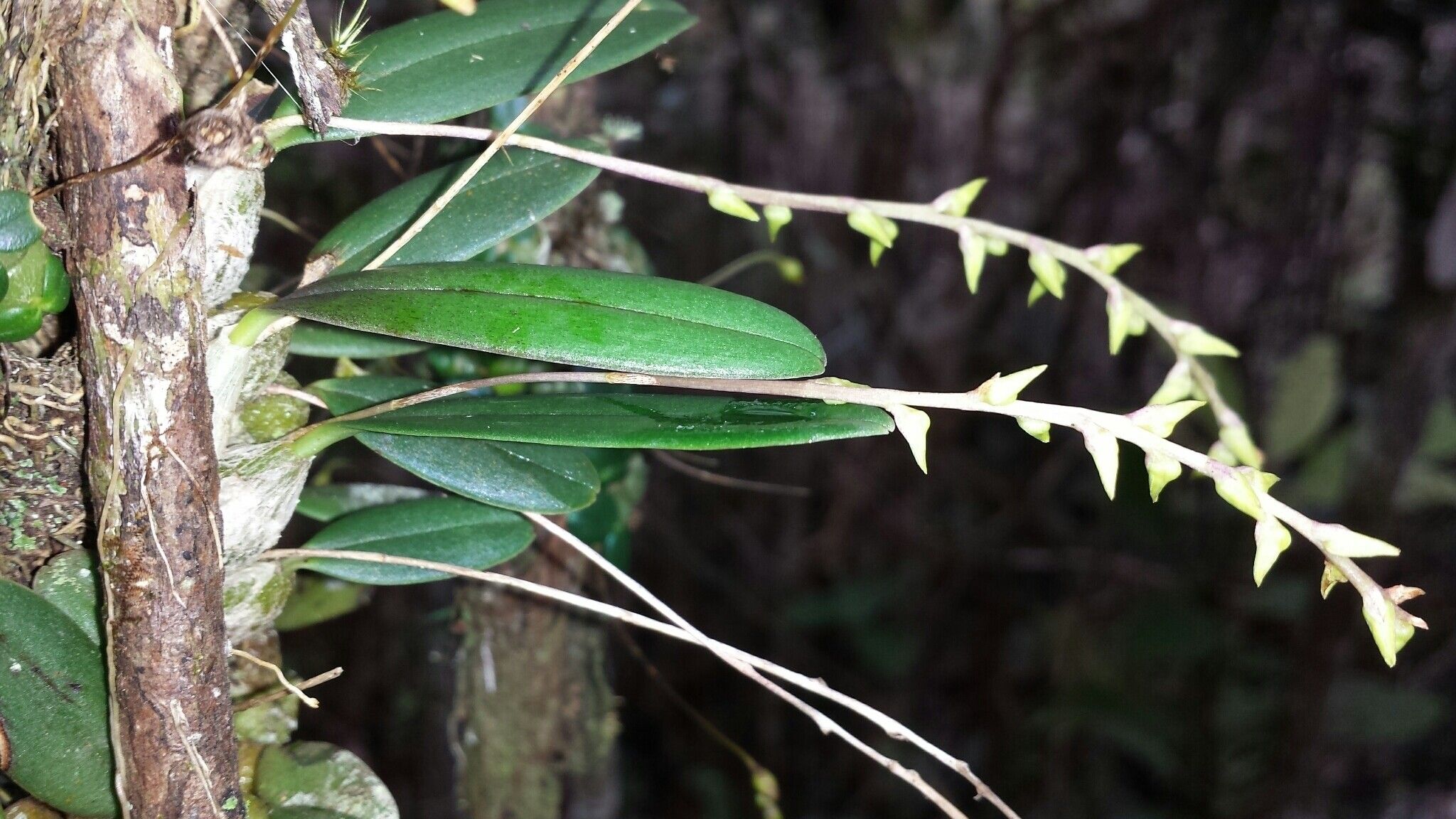 Bulbophyllum leptostachyum — houseplant care guide