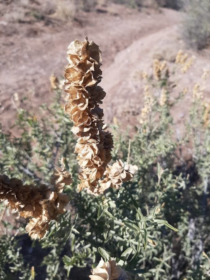 Atriplex canescens fruit