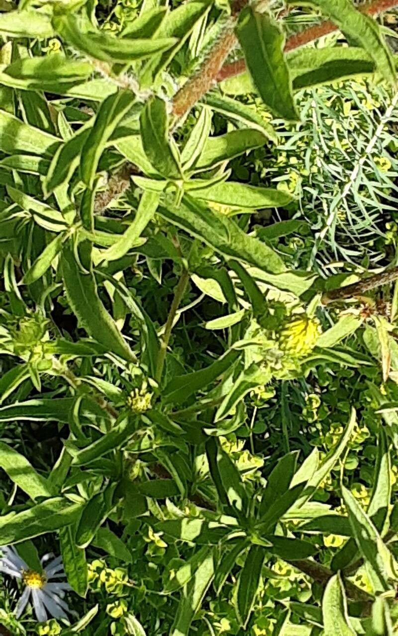 Heterotheca camporum leaf