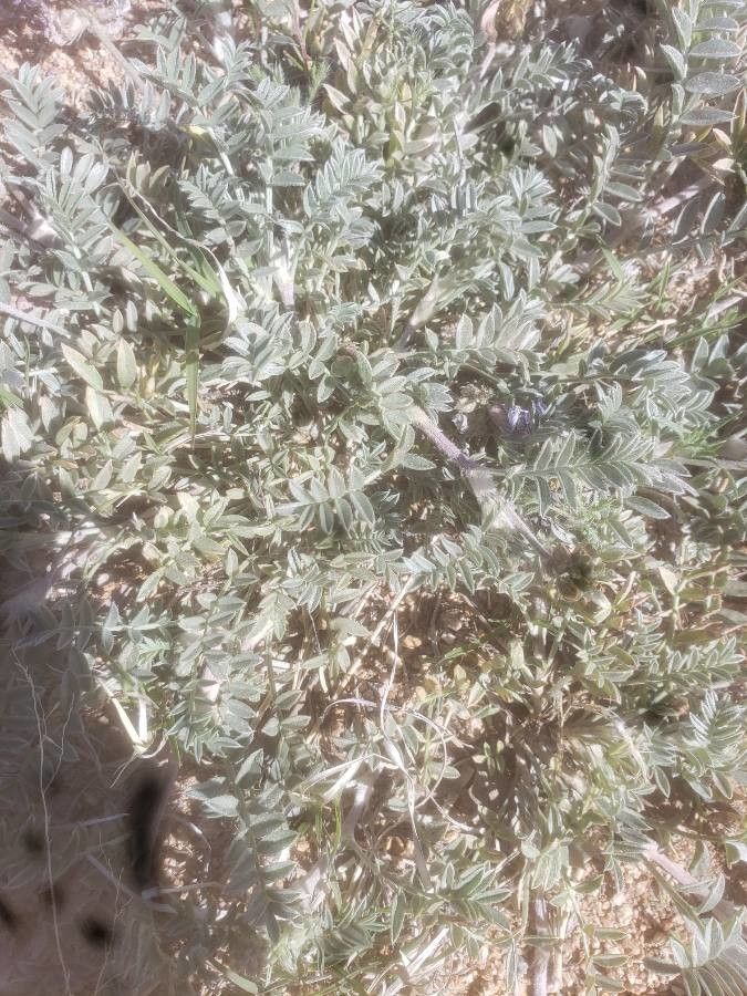 Astragalus lentiginosus — search result for 'Astragalus'