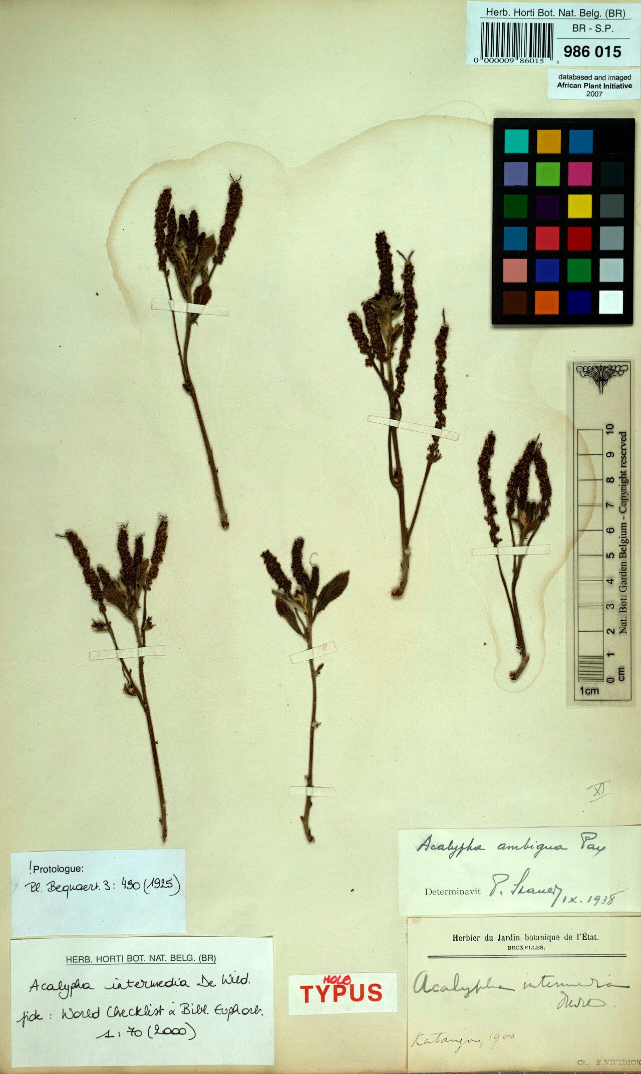 Acalypha intermedia — houseplant care guide