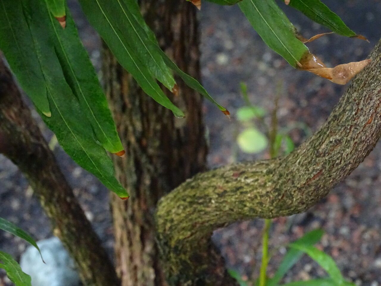 Pouteria salicifolia bark