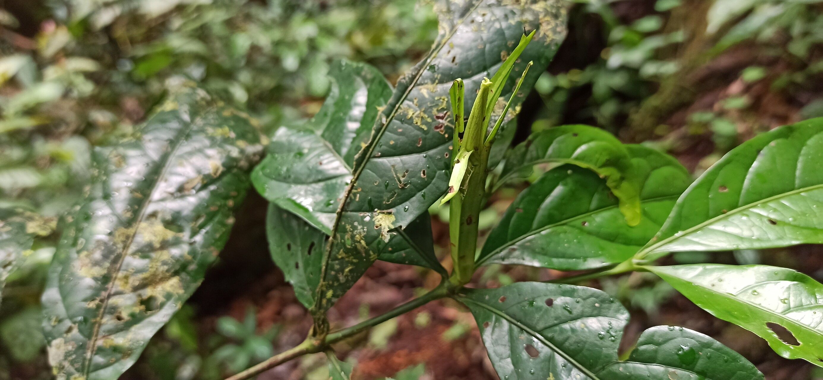 Rothmannia lateriflora fruit