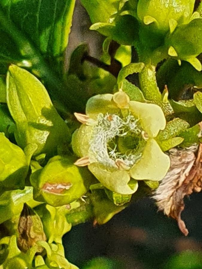 Vangueria madagascariensis flower
