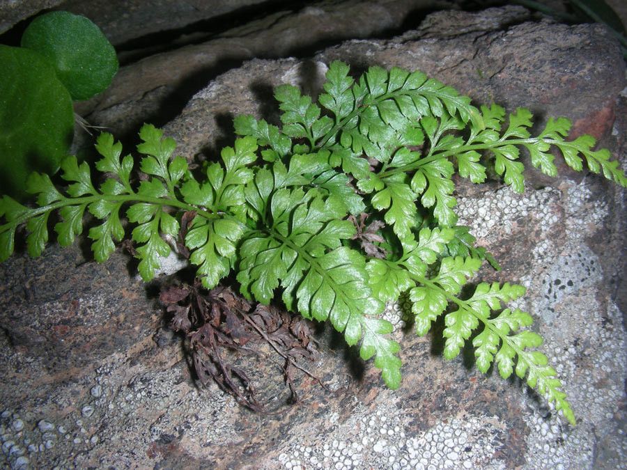 Asplenium balearicum habit