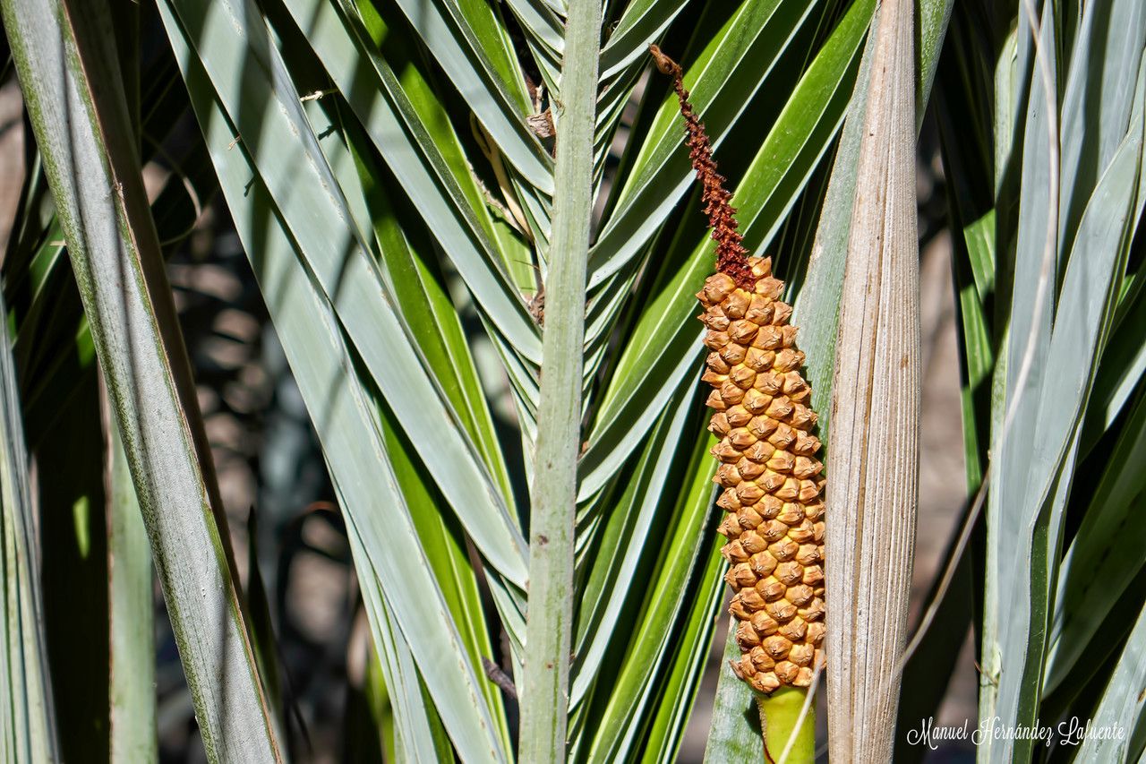 Allagoptera arenaria fruit