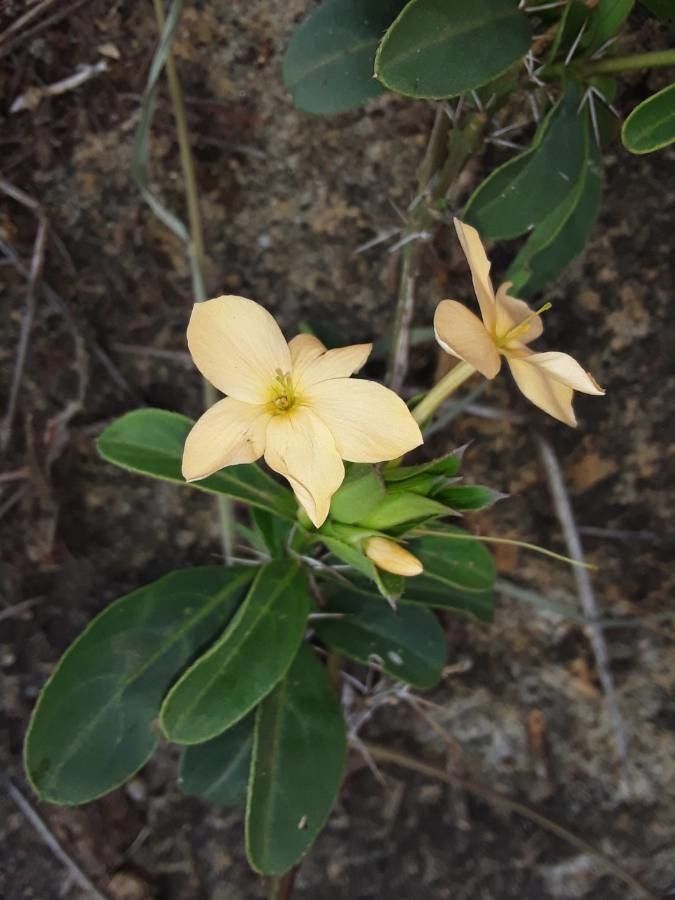 Barleria eranthemoides flower